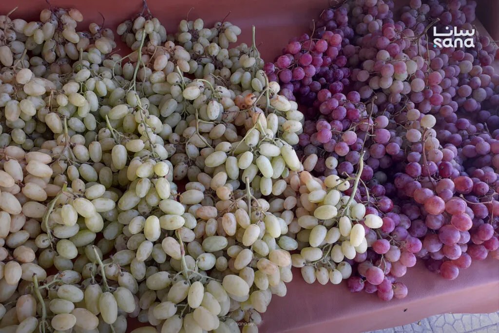 تراجع إنتاج العنب في درعا: 10 آلاف طن هذا الموسم بسبب الجفاف وارتفاع التكاليف
