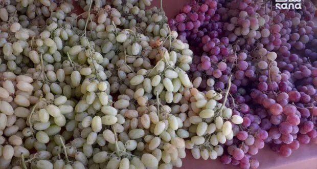 تحديات تواجه مزارعي درعا: توقعات بإنتاج 10 آلاف طن من العنب مع انخفاض نسبي بسبب الجفاف