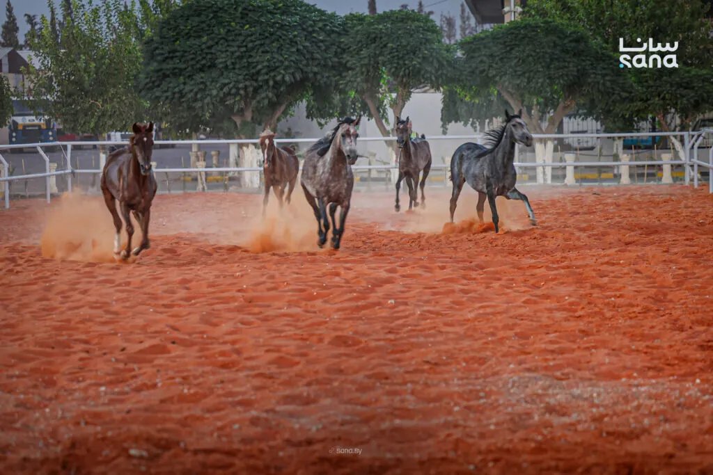الخيول العربية الأصيلة تستعرض جمالها وتاريخها العريق في معرض دمشق الدولي الـ 62