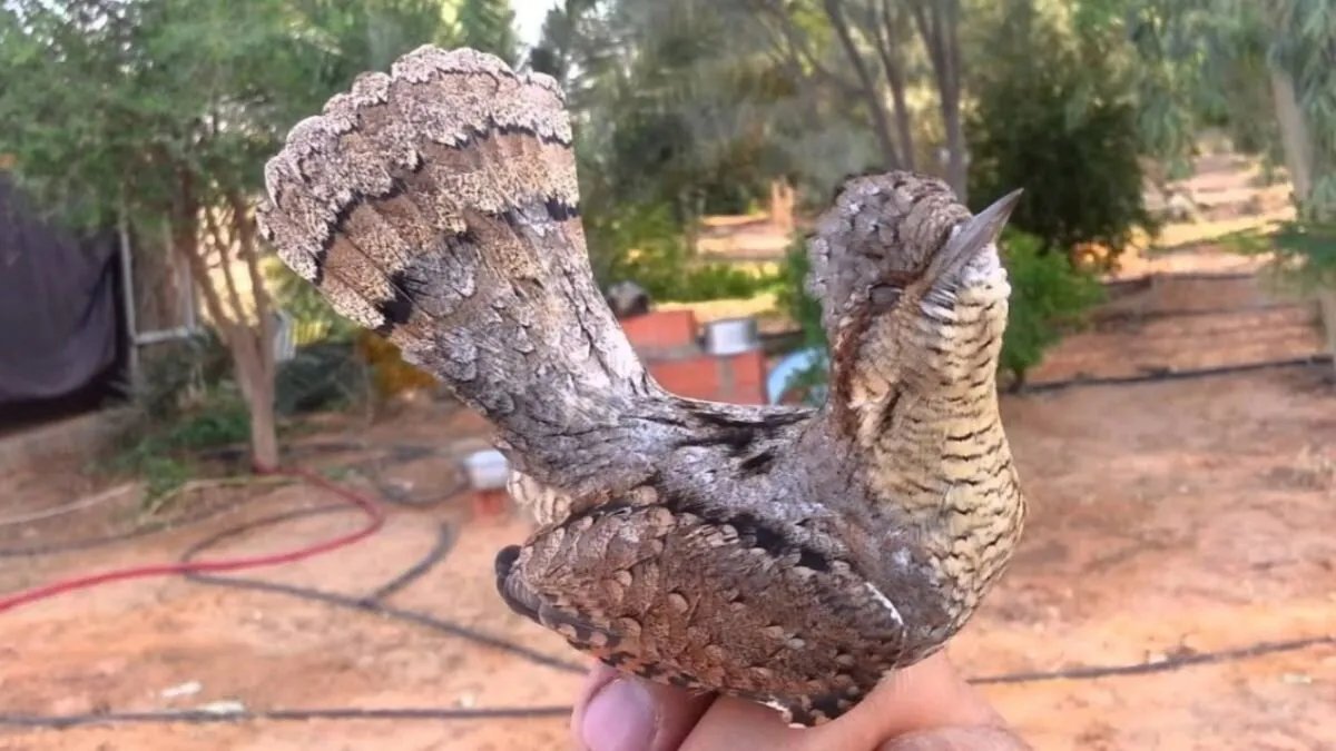 بعد غياب 15 عامًا: رصد طائر "البو لوي" النادر في طرطوس يثير التفاؤل