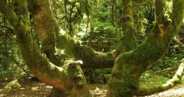 محمية الشوح والأرز بصلنفة: كنز طبيعي وإمكانات سياحية واعدة تنتظر الاستثمار