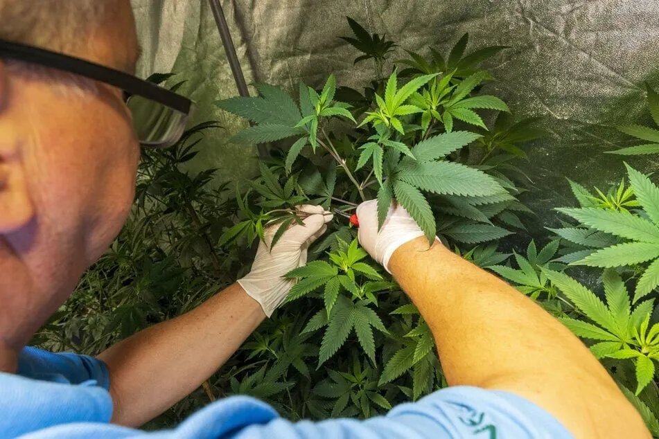 ألمانيا تسجل ارتفاعاً قياسياً في استخدام القنب الطبي بين كبار السن: زيادة تتجاوز 600%