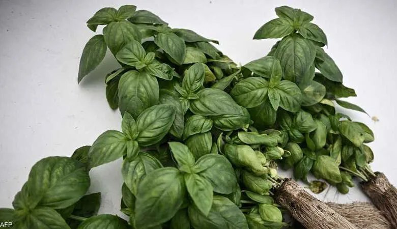 الريحان: ورقة صغيرة بمفعول كبير في الوقاية من السرطان وأمراض القلب