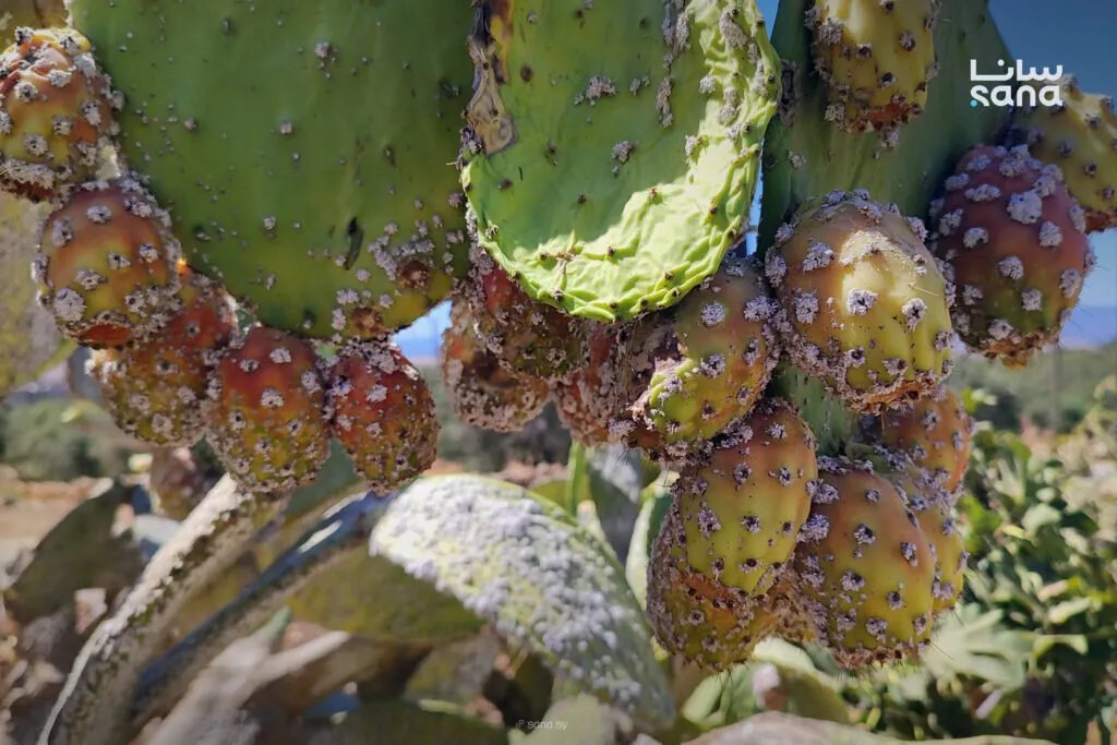 حماة: رصد انتشار الحشرة القرمزية في حربنفسه وإجراءات عاجلة لمكافحتها