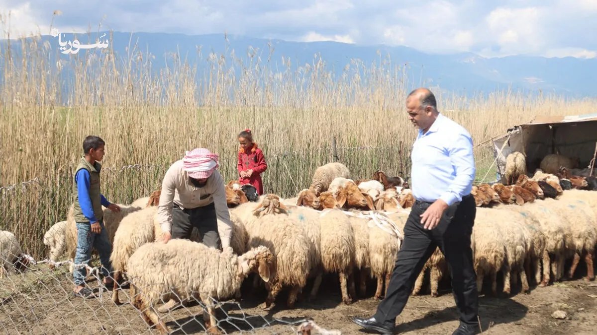 حماة: إجراءات عاجلة لحماية الثروة الحيوانية في سهل الغاب من الحمى القلاعية