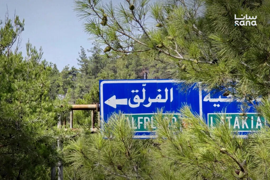 اللاذقية: غابات الفرنلق.. محمية طبيعية ووجهة سياحية بيئية متجددة