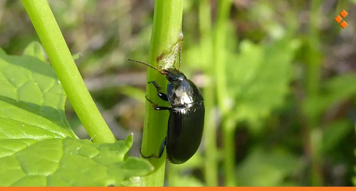 سوريا: التغيرات المناخية تؤخر ظهور الخنافس السوداء وتثير مخاوف من اضطراب بيئي