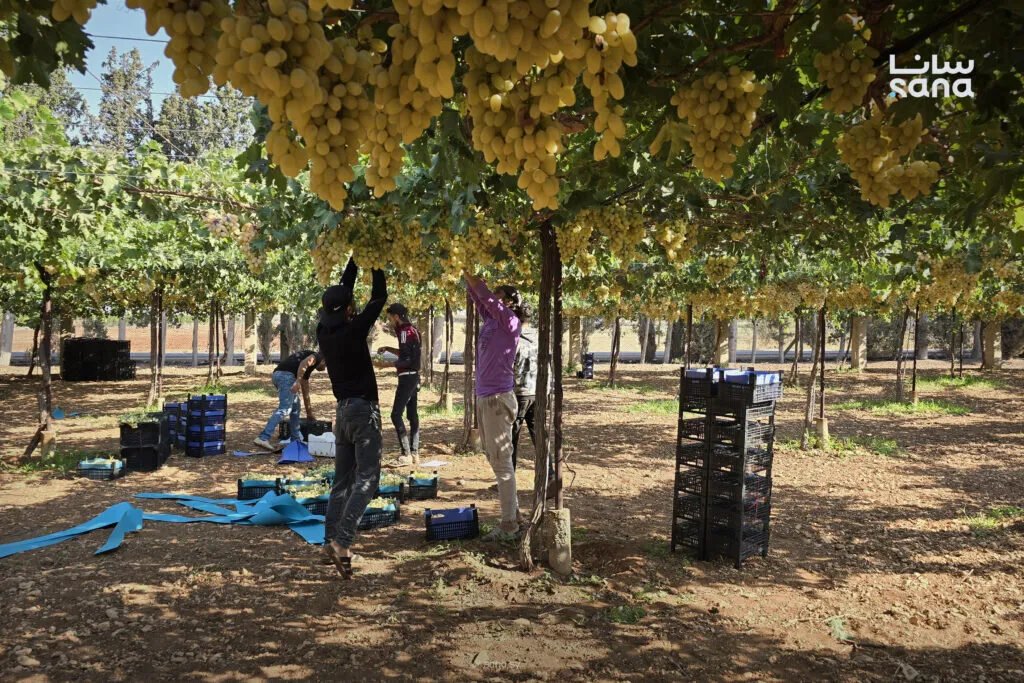 مزارعو حمص يواجهون تحديات جمة ويطالبون بفتح أسواق تصدير للعنب