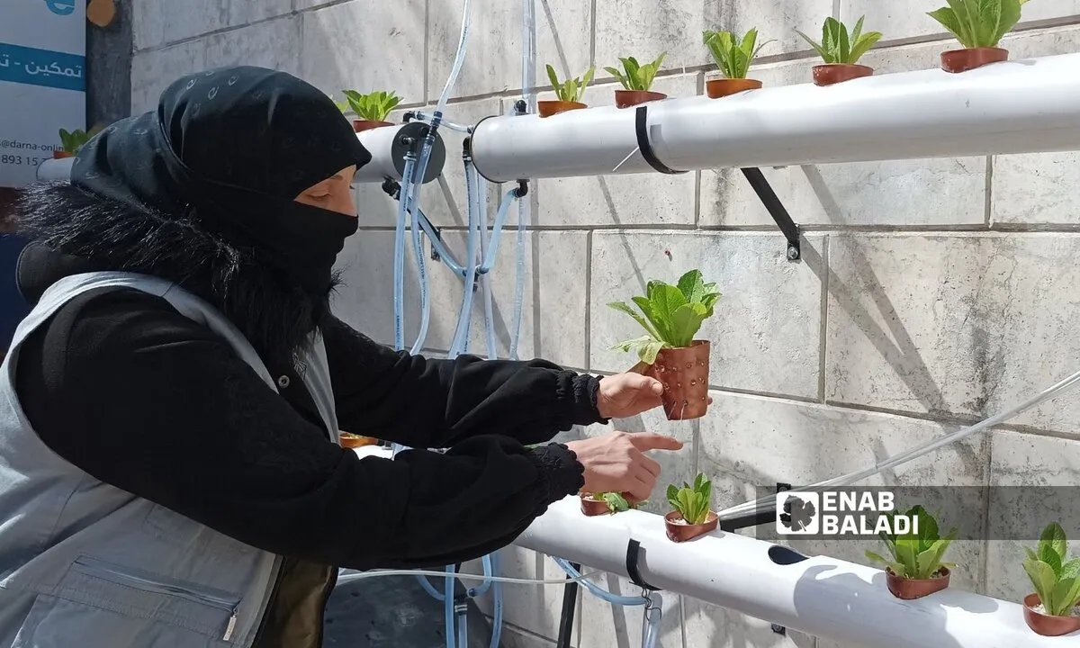 من إدلب إلى مائدتك: سيدات يحولن منازلهن إلى مزارع مائية لمواجهة غلاء الأسعار