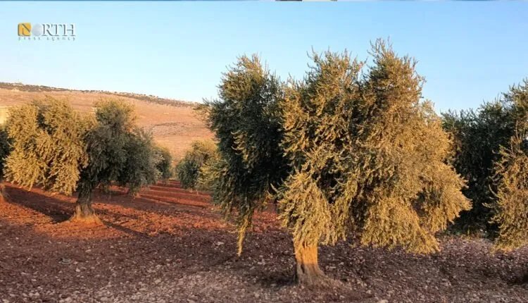 عفرين: الفصائل تعيد تفعيل مكاتبها الاقتصادية مع اقتراب موسم الزيتون رغم قرارات الحل