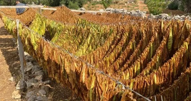 مزارعو التبغ في ريف طرطوس يطالبون بدعم زراعتهم وتحسين أسعار التسويق