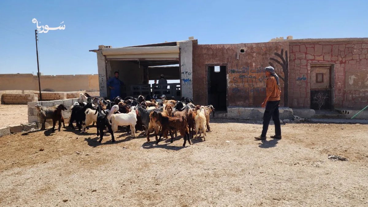منبج: خسائر فادحة تهدد مربي المواشي وتفاقم أزمة الثروة الحيوانية