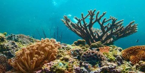 كنوز مسندم العُمانية: شعاب مرجانية ساحرة تجذب السياح والعلماء لاستكشاف أعماقها