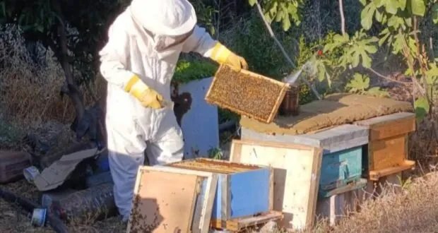 تراجع تربية النحل في طرطوس يثير قلق المربين وجهود لتطوير الإنتاج