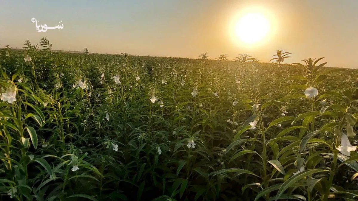 الرقة: السمسم يبرز كبديل زراعي واعد رغم تحديات المياه والتسويق