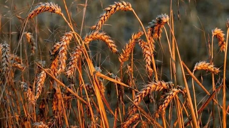 تحذيرات من موسم قمح ضعيف في سوريا وتوقعات بتسعيرة لا ترضي المزارعين