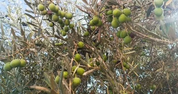 توقعات بانخفاض حاد في إنتاج زيت الزيتون بدرعا بسبب الجفاف والمعاومة وارتفاع الأسعار