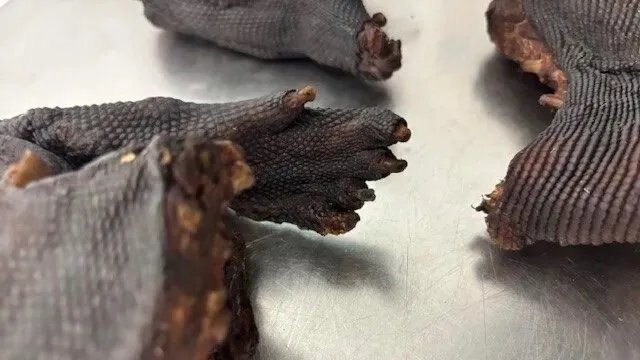 مطار ميونيخ: الجمارك الألمانية تضبط مسافراً بحوزته لحوم ورل محظورة