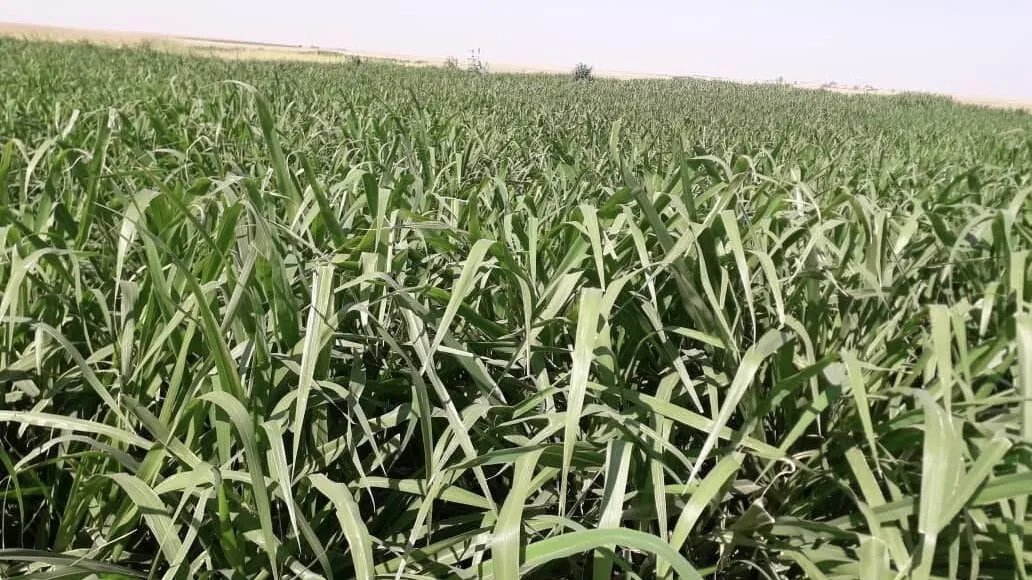 زراعة 'البونيكام' في الحسكة: حل مبتكر يدعم مربي الماشية ويواجه تحديات الأعلاف