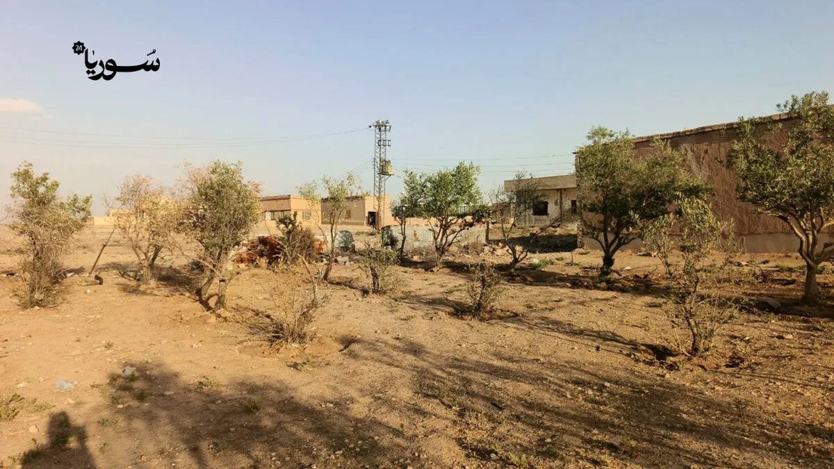 إخفاق زراعة الزيتون في ريف القامشلي: نقص الخبرة والمياه يهدد المحاصيل