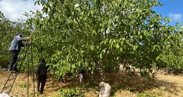 الجوز: كنز غذائي وصحي من خيرات الطبيعة وموسم حصاده في طرطوس