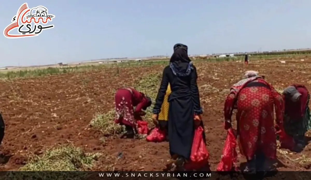 مزارعو درعا يحتجون: لا لعودة المافيات الزراعية.. استمرار الاستيراد يثير الغضب رغم قرار الحظر!