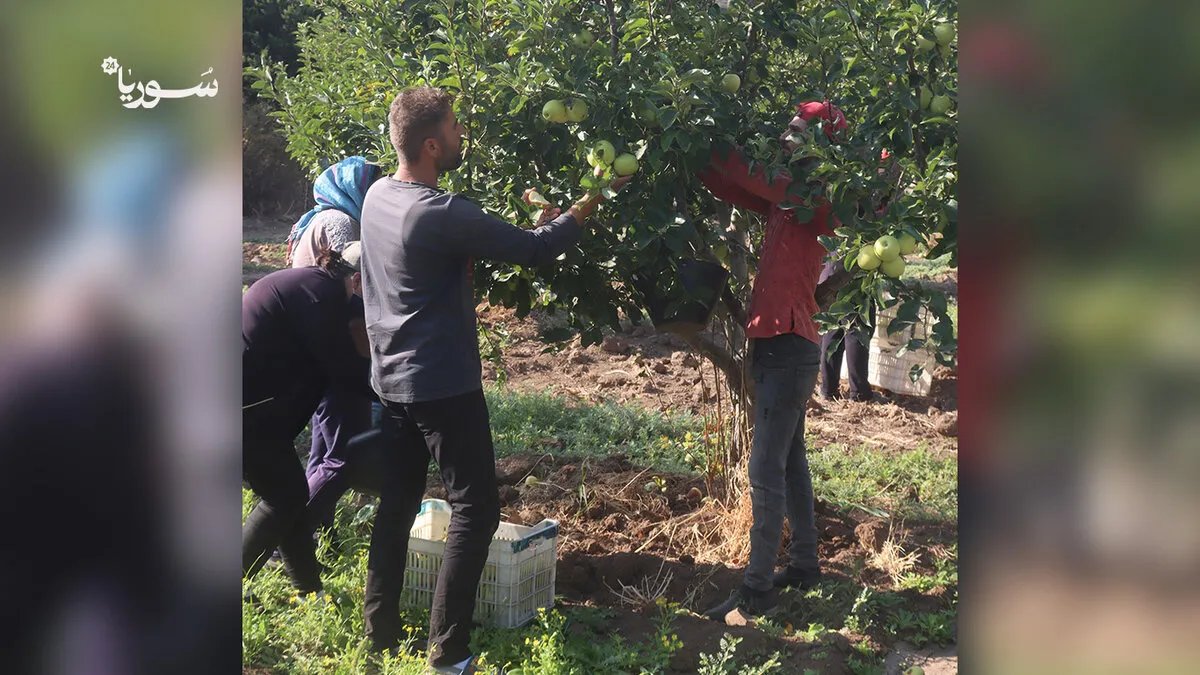 مزارعو كفر كمرة يواجهون تحديات المناخ والإنتاج في موسم التفاح المبكر