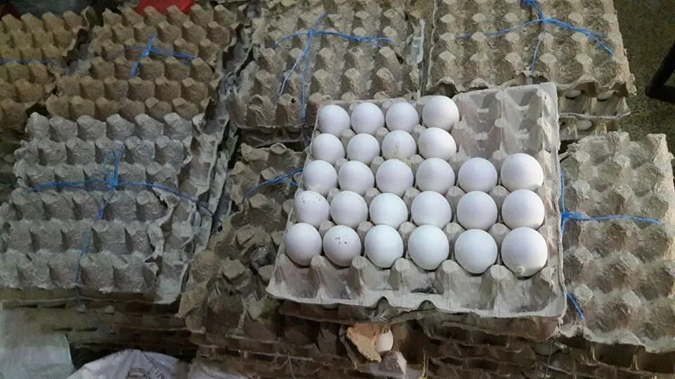 ارتفاع جنوني في أسعار البيض في سوريا يتجاوز 100%.. والمستهلكون قلقون