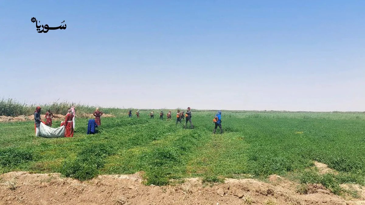 من النزوح إلى النجاح: شباب من الرقة يحولون التحديات إلى فرص في الحقول