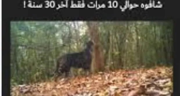 قصة النمر والشيخ: مواجهة في جبال القدموس تتحول إلى أسطورة