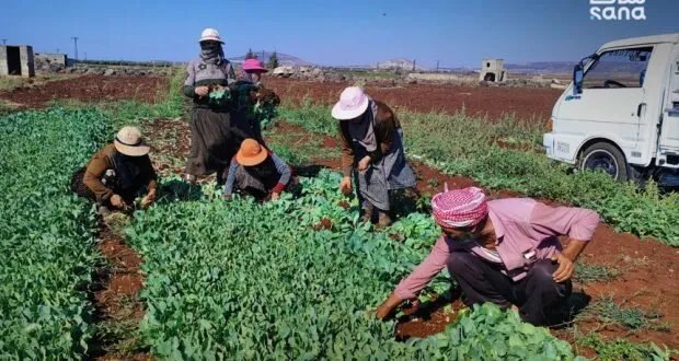 في ريف حماة الجنوبي: مزارعون يتحدون الصعاب في زراعة الملفوف