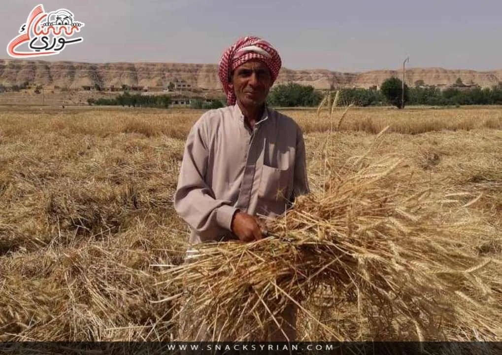 موسم القمح 2025 في سوريا: تحديات جمة تهدد الأمن الغذائي وسبل المواجهة