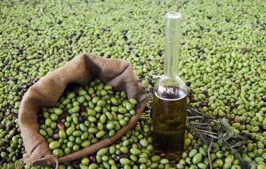 درعا: موسم الزيتون يواجه كارثة جفاف تهدد الأشجار والإنتاج