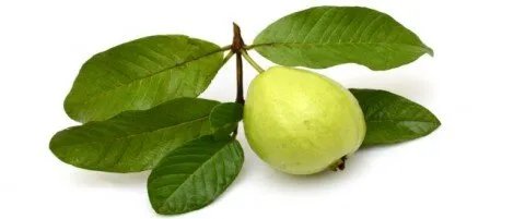 اكتشف القوة الخفية: 10 فوائد لا تصدق لمضغ أوراق الجوافة على الريق