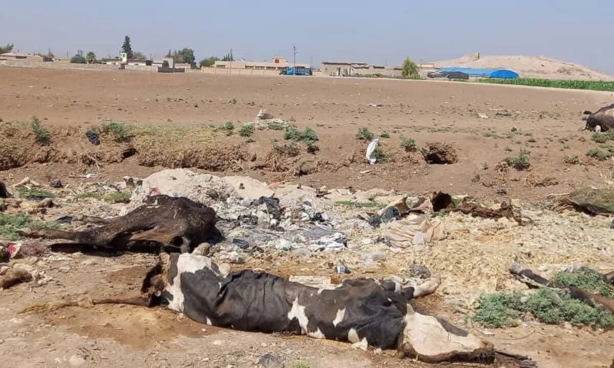 انتشار الحمى يهدد الثروة الحيوانية في القامشلي وسط نقص الأدوية وتفشي اللقاحات المغشوشة