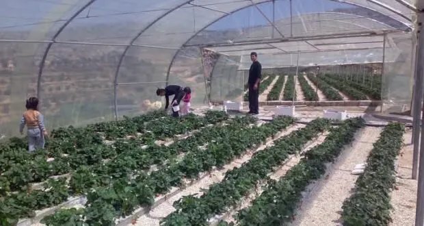 الزراعة المائية في سوريا: حل مبتكر لتحديات التربة والمياه يعزز الأمن الغذائي