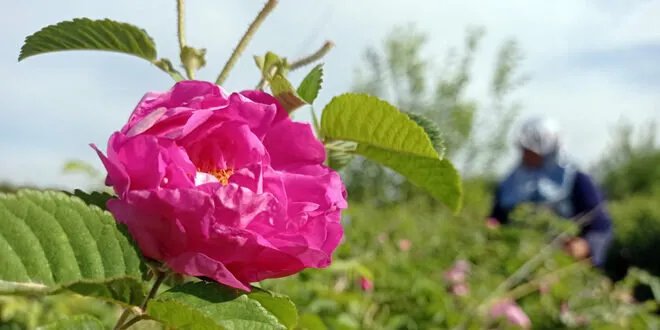 جهود مكثفة لإنقاذ الوردة الشامية: إجراءات عاجلة لمواجهة الجفاف وتوسيع المساحات المزروعة