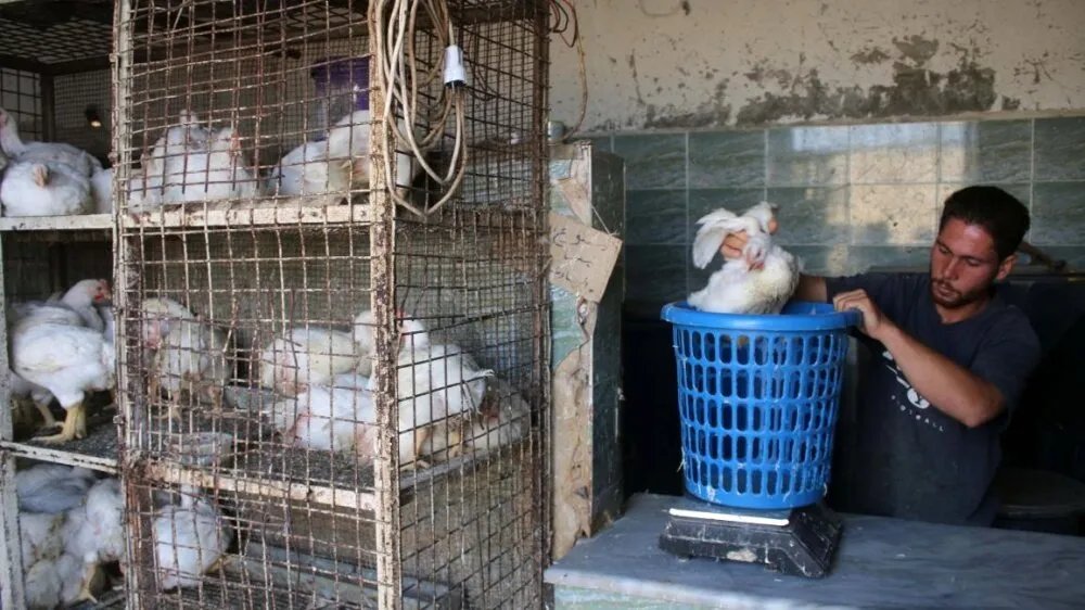 ارتفاع جنوني في أسعار البيض والفروج في سوريا: ما الأسباب وما هي التوقعات؟