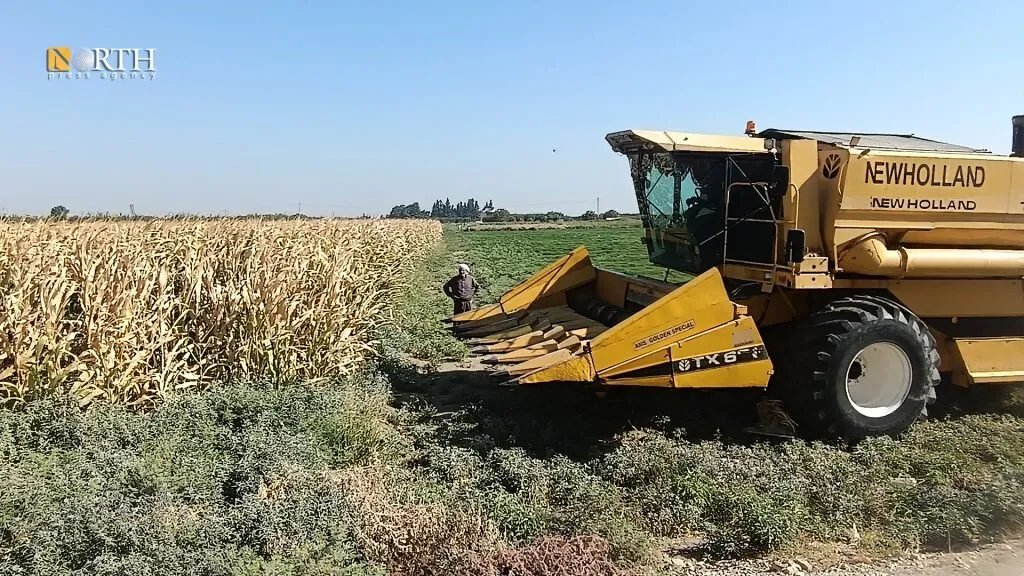الرقة تتنفس فرحًا: بدء موسم حصاد الذرة الصفراء يبشر بموسم وفير
