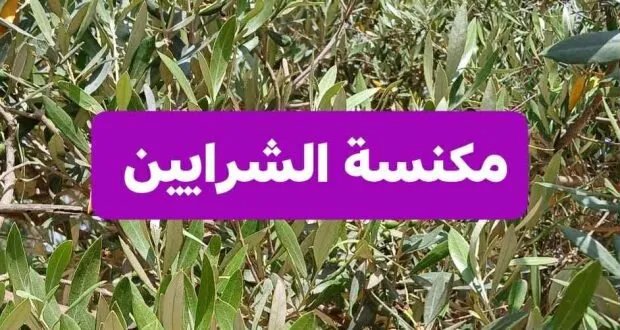ورق الزيتون: علاج طبيعي لخفض الكوليسترول وضغط الدم وتحسين صحة الشرايين