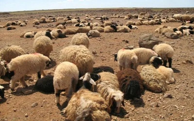 الجفاف وتجارة التهريب يرفعان أسعار التبن في دير الزور إلى مستويات قياسية