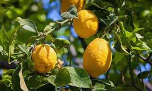 ارتفاع جنوني في أسعار الليمون: المستورد يتصدر المشهد والمزارعون يستغلون الأزمة