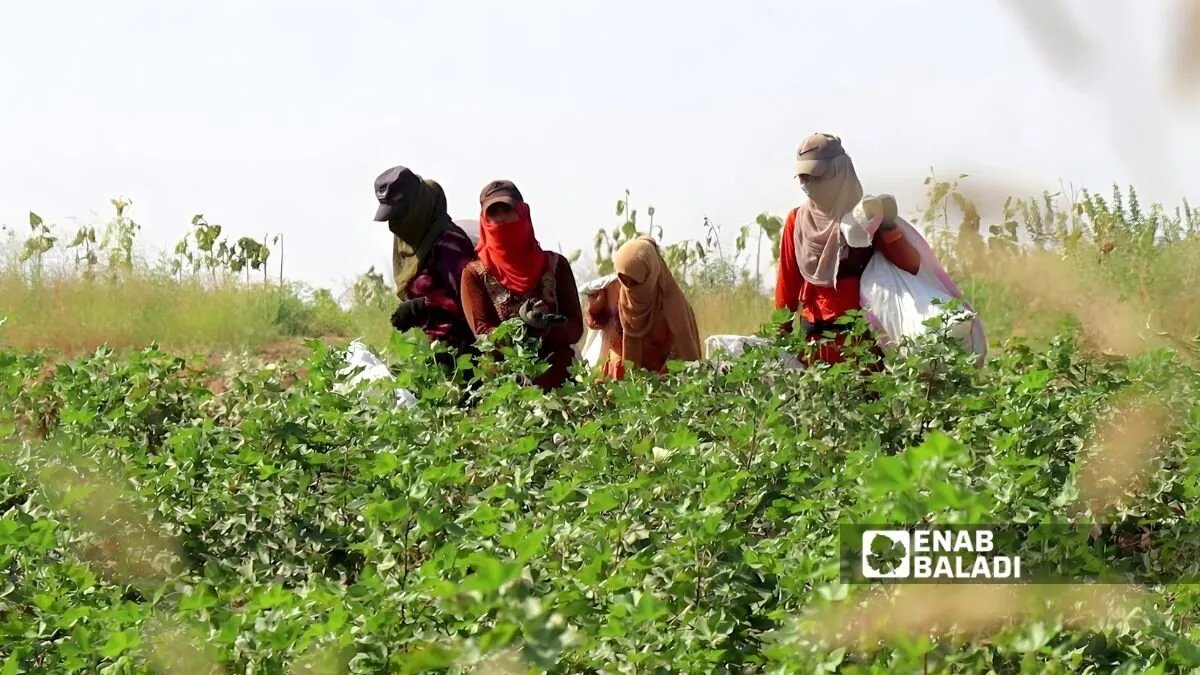 نزاع على الأجور يؤخر حصاد القطن في رأس العين وتل أبيض شمالي سوريا