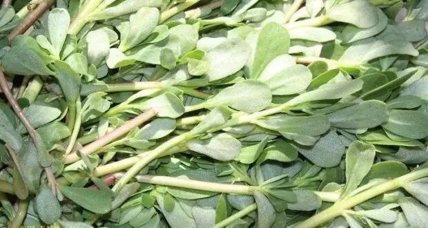 الرجلة: غذاء خارق لدعم أطفال التوحد.. اكتشاف الفوائد وأهمية التغذية