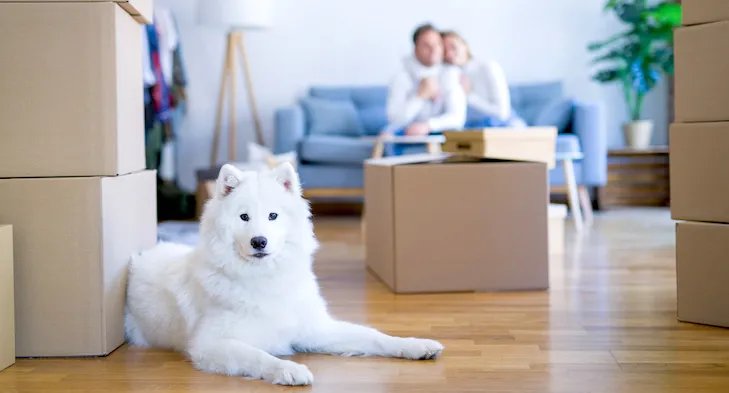 الألمان ينفقون مليارات اليورو على حيواناتهم الأليفة في 2024: القطط تتصدر قائمة الحيوانات الأكثر شعبية