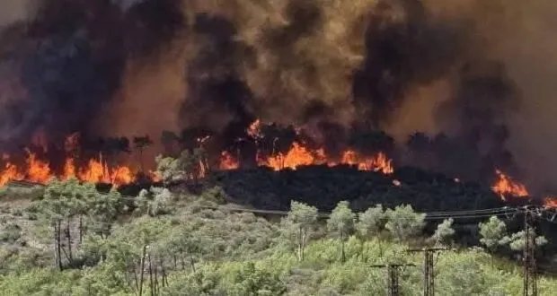 اللاذقية: مبادرات مجتمعية تحاول إنقاذ الريف الشمالي بعد الحرائق والإهمال