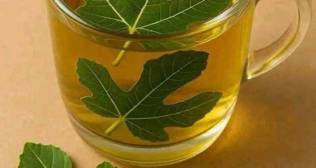 وداعاً لهشاشة العظام: اكتشف قوة أوراق التين في تعزيز صحة العظام وعلاج نقص فيتامين د