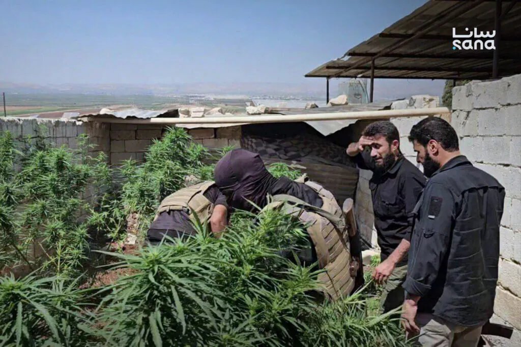 عملية أمنية في عفرين: ضبط مزرعة للقنب المخدر والقبض على صاحبها