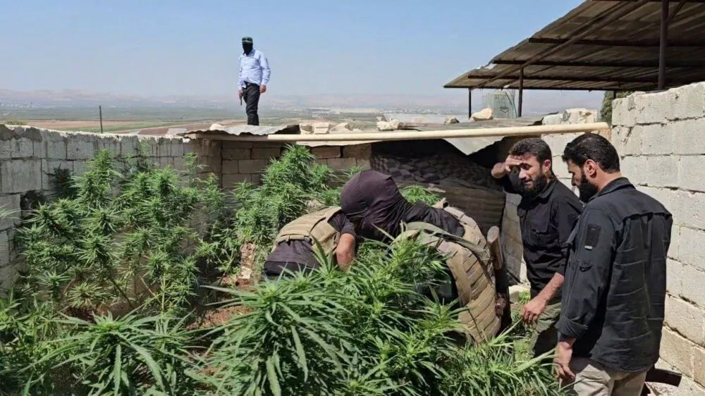 حلب: ضبط مزرعة قنب هندي وإلقاء القبض على صاحبها في ريف عفرين