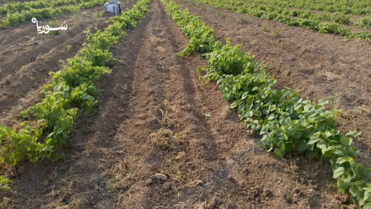 الرقة: تحول زراعي نحو زراعة ورق العنب يعزز اقتصاد المزارعين